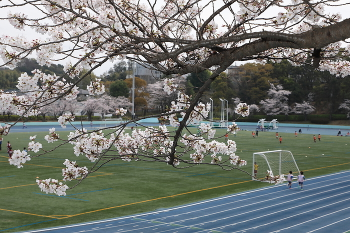 Matsudo Athletic Park Cherry blossom