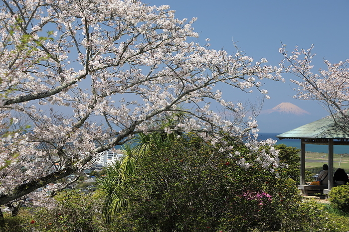 Tateyama Shiroyama Park Cherry blossoms Mt.