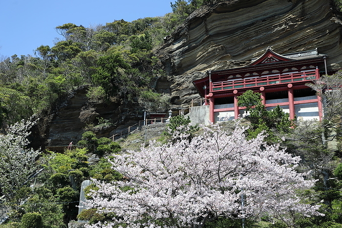 Tateyama Cliff Kannon Cherry blossom