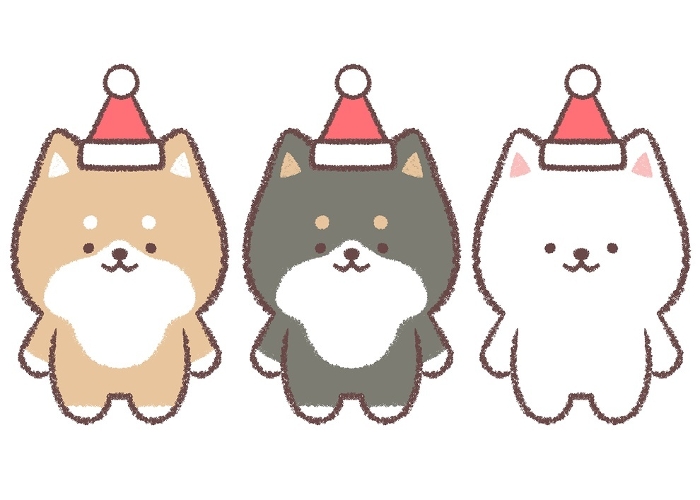 Shiba Inu, Black Shiba Inu and White Shiba Inu wearing Santa hat