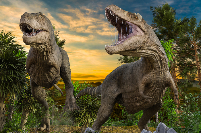 Two Tyrannosaurs open their large mouths to search for prey.