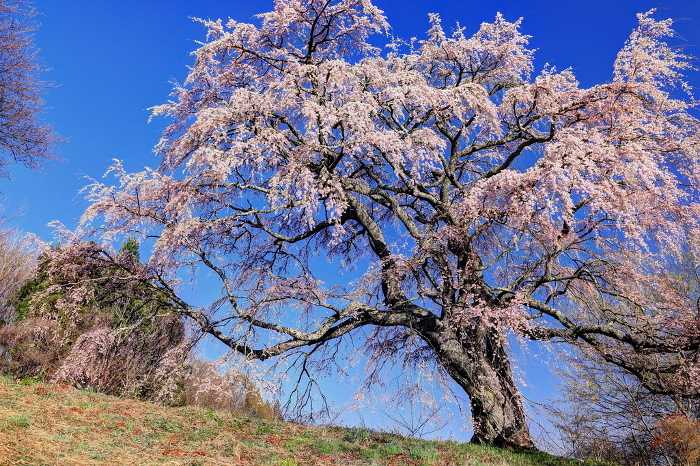 Goto makita cherry (Prunus incisa)