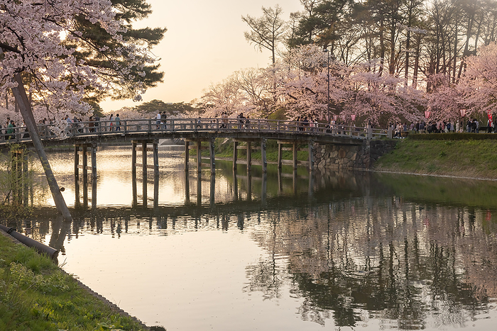 Cherry blossoms at Takada Joshi Park Joetsu City, Niigata Prefecture