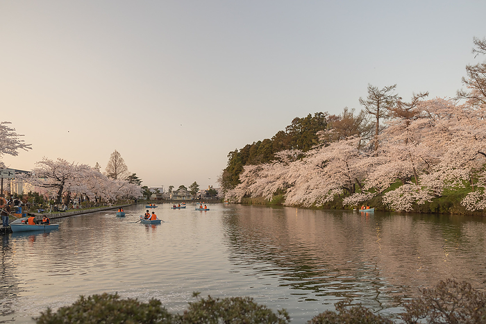 Cherry blossoms at Takada Joshi Park Joetsu City, Niigata Prefecture