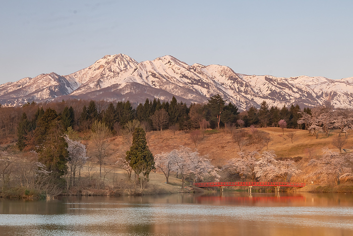 Mt. Myoko and cherry blossoms Myoko-shi, Niigata Prefecture