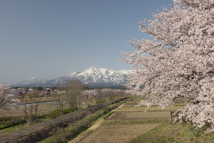 Myoko and cherry blossoms in Myoko-shi, Niigata Prefecture