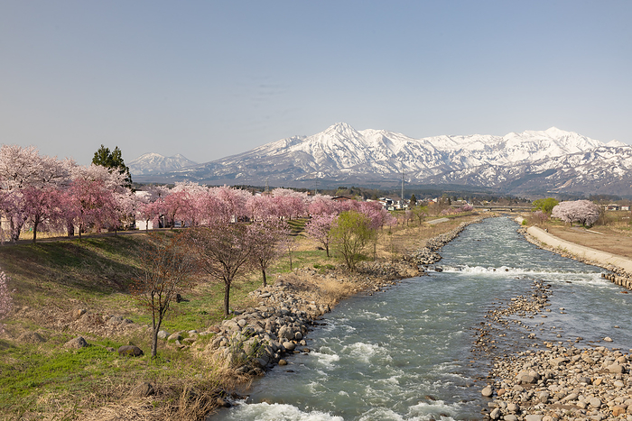 Myoko and cherry blossoms in Myoko-shi, Niigata Prefecture