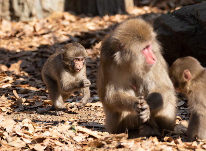 Cute little Japanese macaque monkey