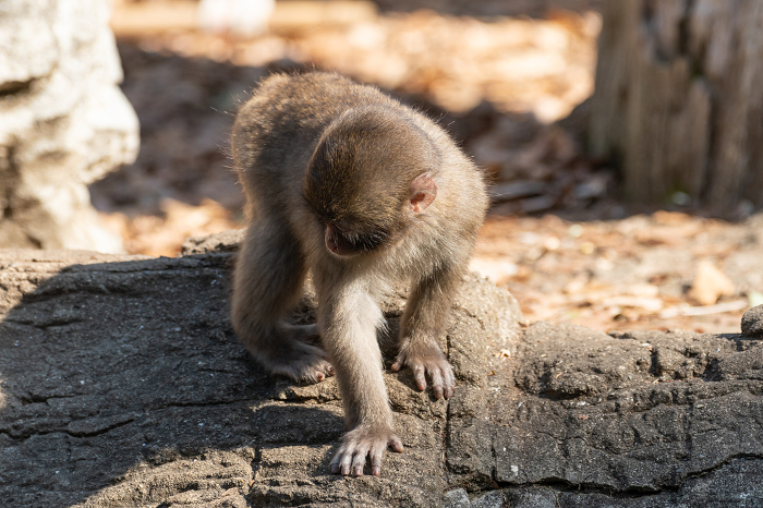 Cute little Japanese macaque monkey