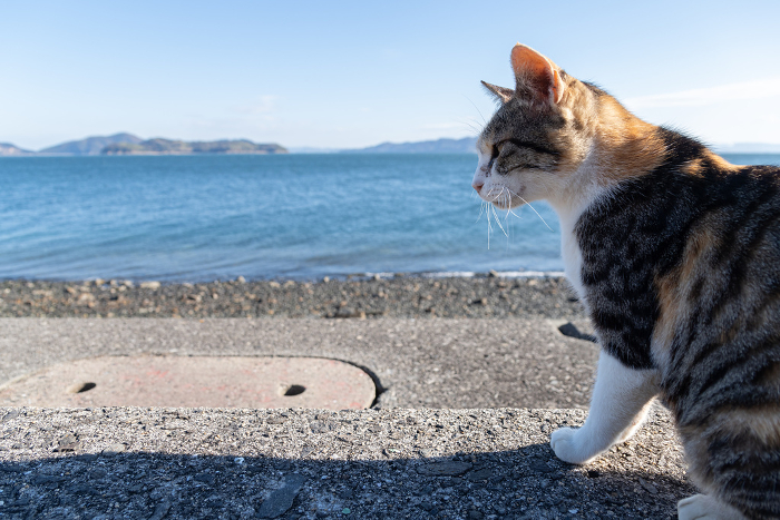 Cute cat living by the sea