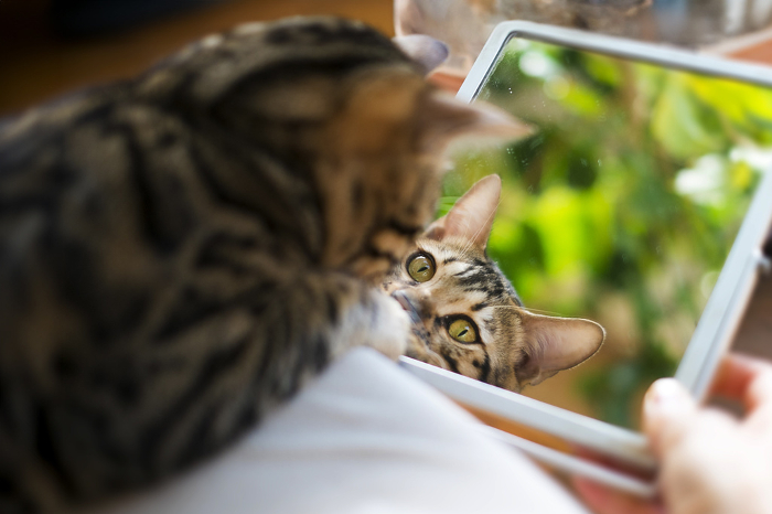 Bengal kitten looks in the mirror