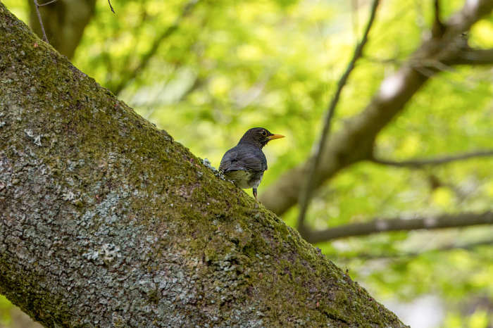 Black thrush perching on a branch