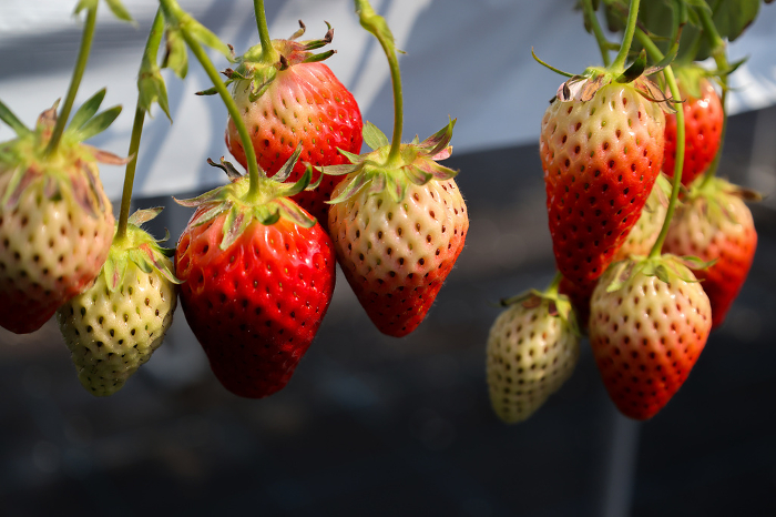 Strawberries grown in greenhouses