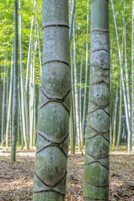 Bamboo forest of moso bamboo, Utsunomiya City, Tochigi Prefecture, Japan Tortoiseshell bamboo