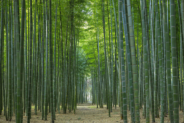 Bamboo grove of moso bamboo in Utsunomiya City, Tochigi Prefecture