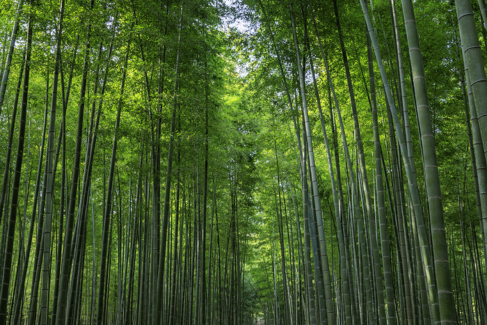 Bamboo grove of moso bamboo in Utsunomiya City, Tochigi Prefecture