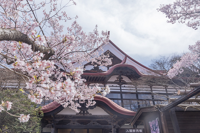 Cherry blossoms at Takato Joshi Park Ina City, Nagano Prefecture