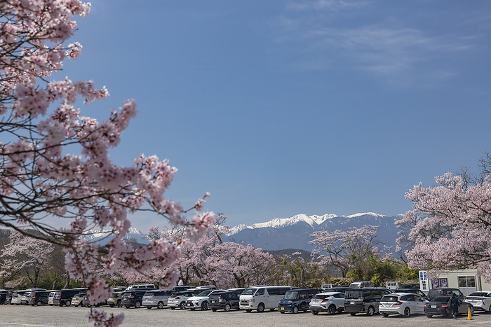 Cherry blossoms at Takato Joshi Park Ina City, Nagano Prefecture