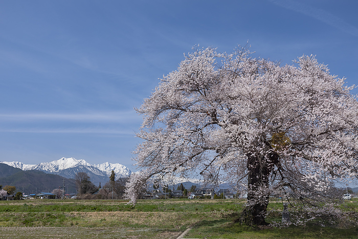 Sunuma's lone cherry tree Omachi-city, Nagano pref.