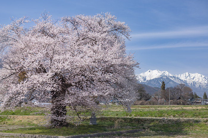Sunuma's lone cherry tree Omachi-city, Nagano pref.