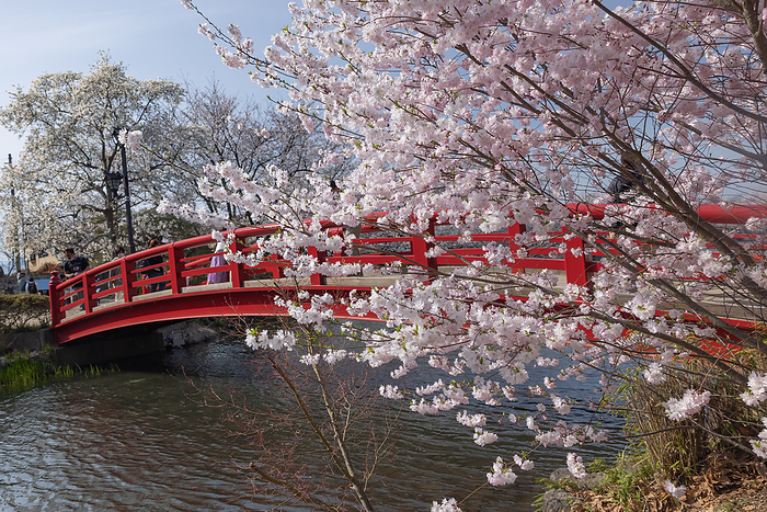 Cherry blossoms in Garyu Park, Suzaka City, Nagano Prefecture