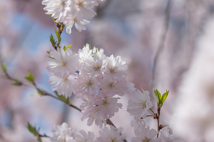 Cherry blossoms Suzaka City, Nagano Pref.