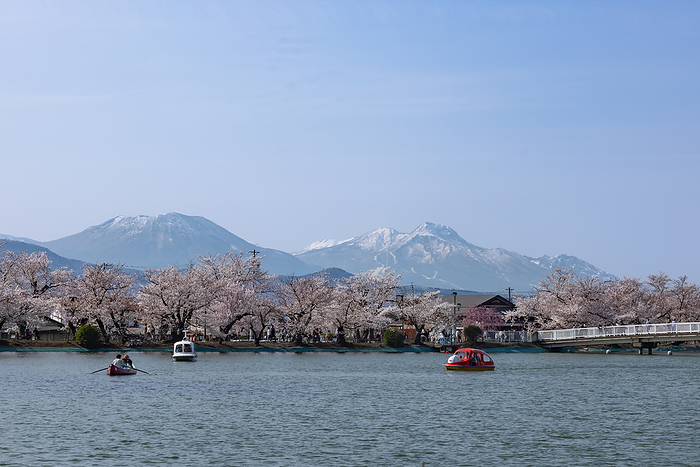 Cherry blossoms in Garyu Park, Suzaka City, Nagano Prefecture