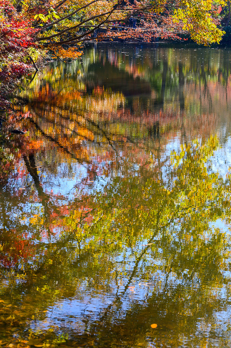 Autumn leaves by the lake