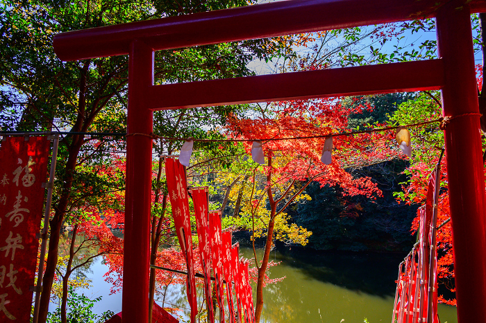 Torii gate and autumn leaves