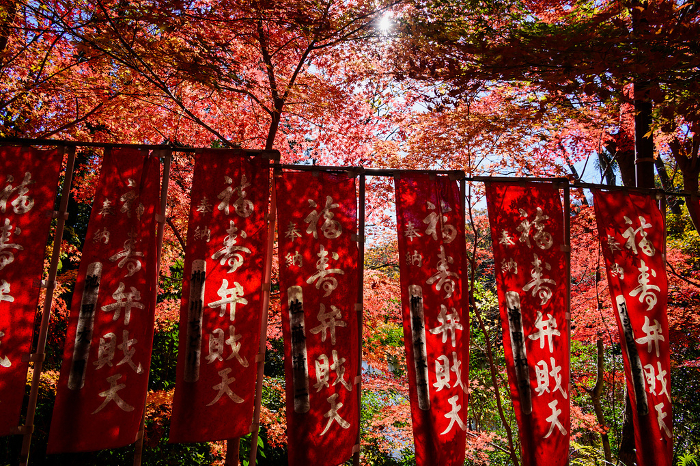 Autumn leaves on the approach to the shrine