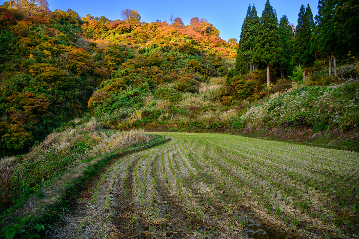 Autumn leaves and terraced rice fields