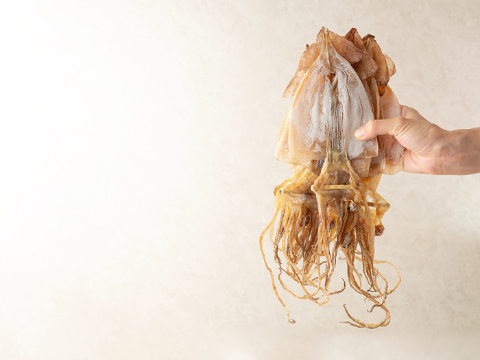 Man's hand holding a Japanese common squid