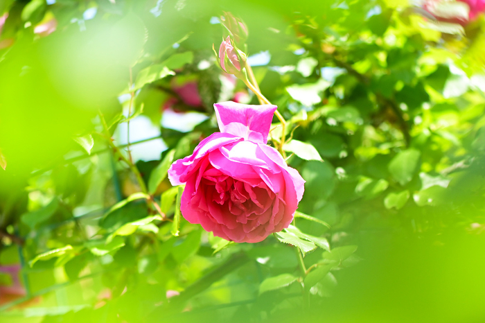 Beautiful pink roses , fantastic,.