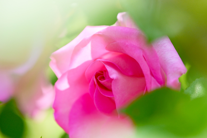 Pink roses Close-up