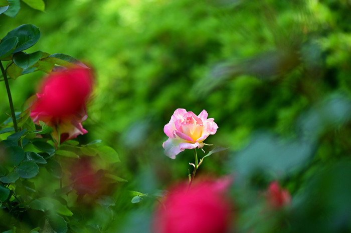 Beautiful pale pink roses