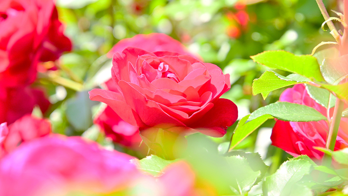 Beautiful red roses in the rose garden of Nishiyama Park