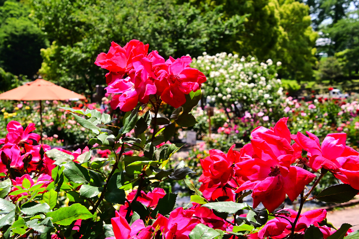 Beautiful rose garden in Nishiyama Park