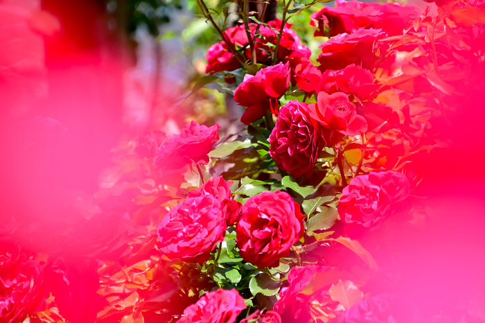 Bright red roses in the rose garden