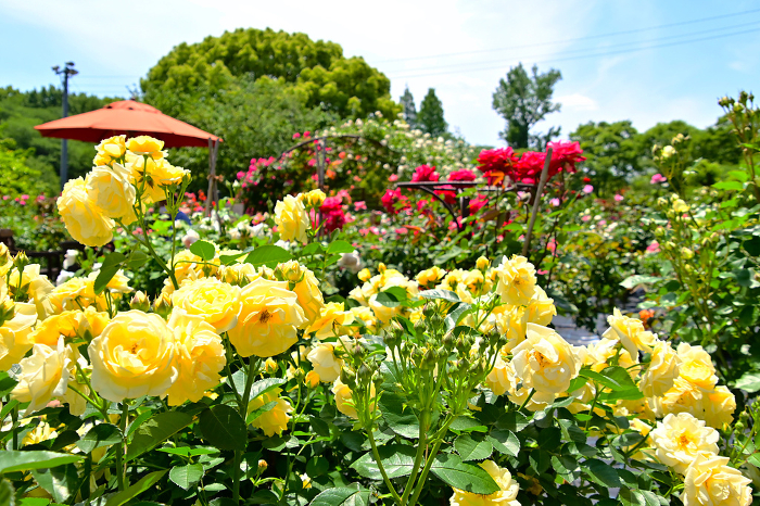 Beautifully blooming and fragrant rose garden in Nishiyama Park