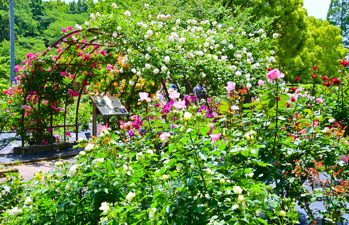 Beautifully blooming rose arches in the rose garden