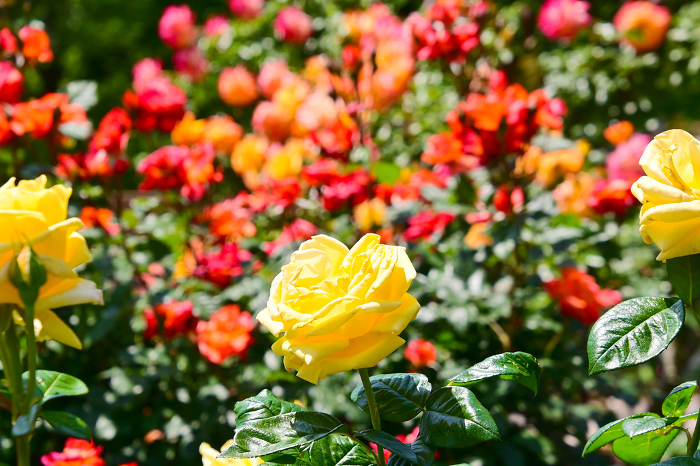 Colorful and beautiful rose garden in Nishiyama Park