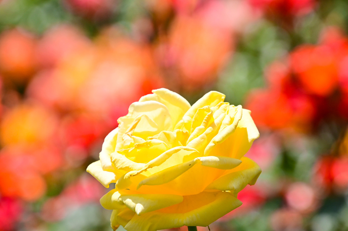 Yellow roses in the rose garden