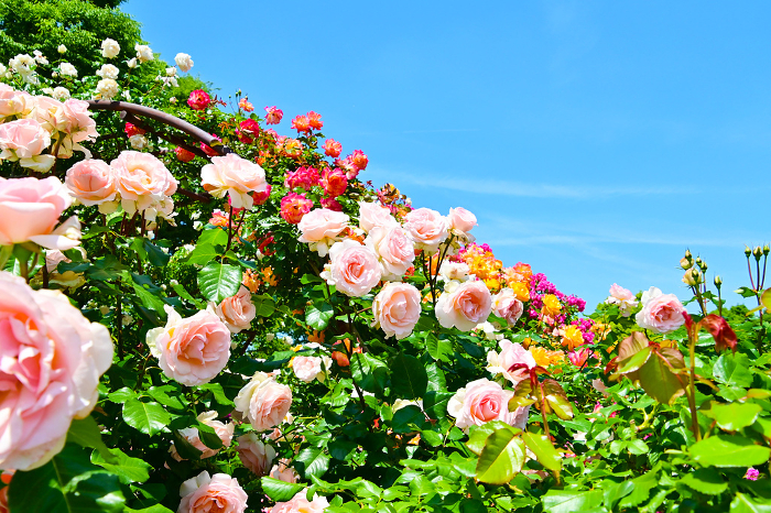 Beautifully blooming and fragrant rose garden in Nishiyama Park