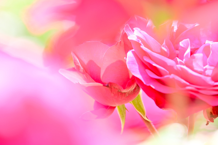 Pink roses Close-up