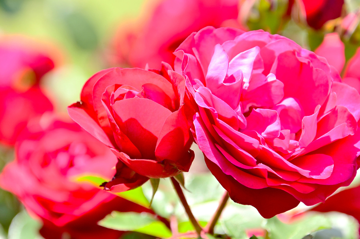 Bright red roses Close-up