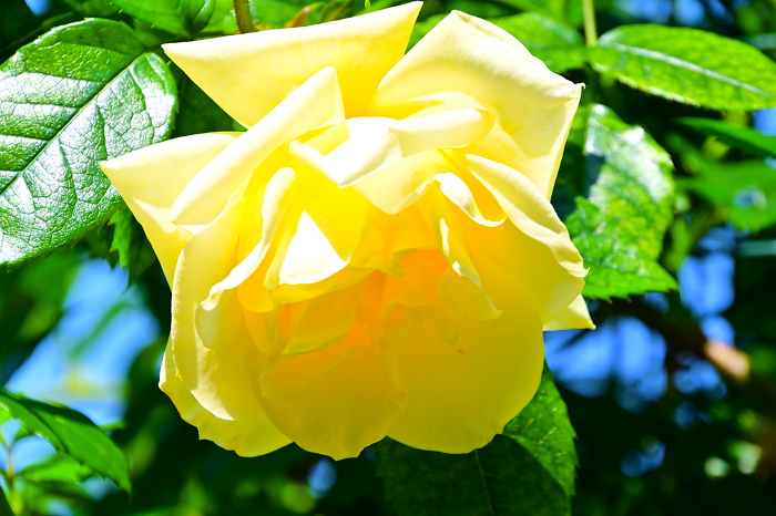 Blooming yellow roses