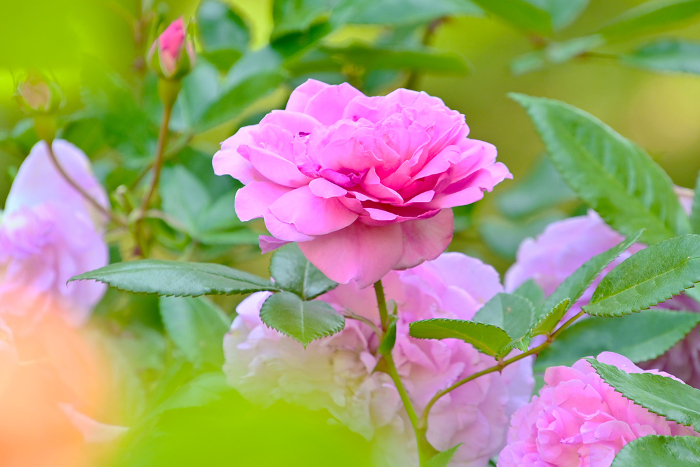 Beautiful pink roses in bloom.