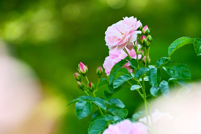 Beautiful pale pink roses