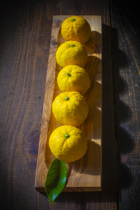 yuzu (species of aromatic Asiatic citron, Citrus junos)