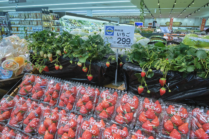 2024 Photo taken Supermarket Job   Fruit Department March 2024 Chofu City, Tokyo Whinigaya Chofu Sengawa Store Strawberries  Tochiotome from Tochigi 